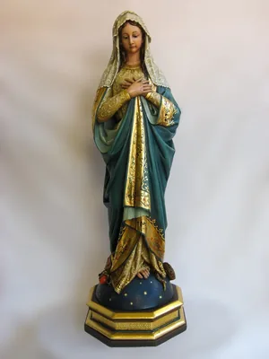 Immaculata — Zirbelkiefer · 80 cm